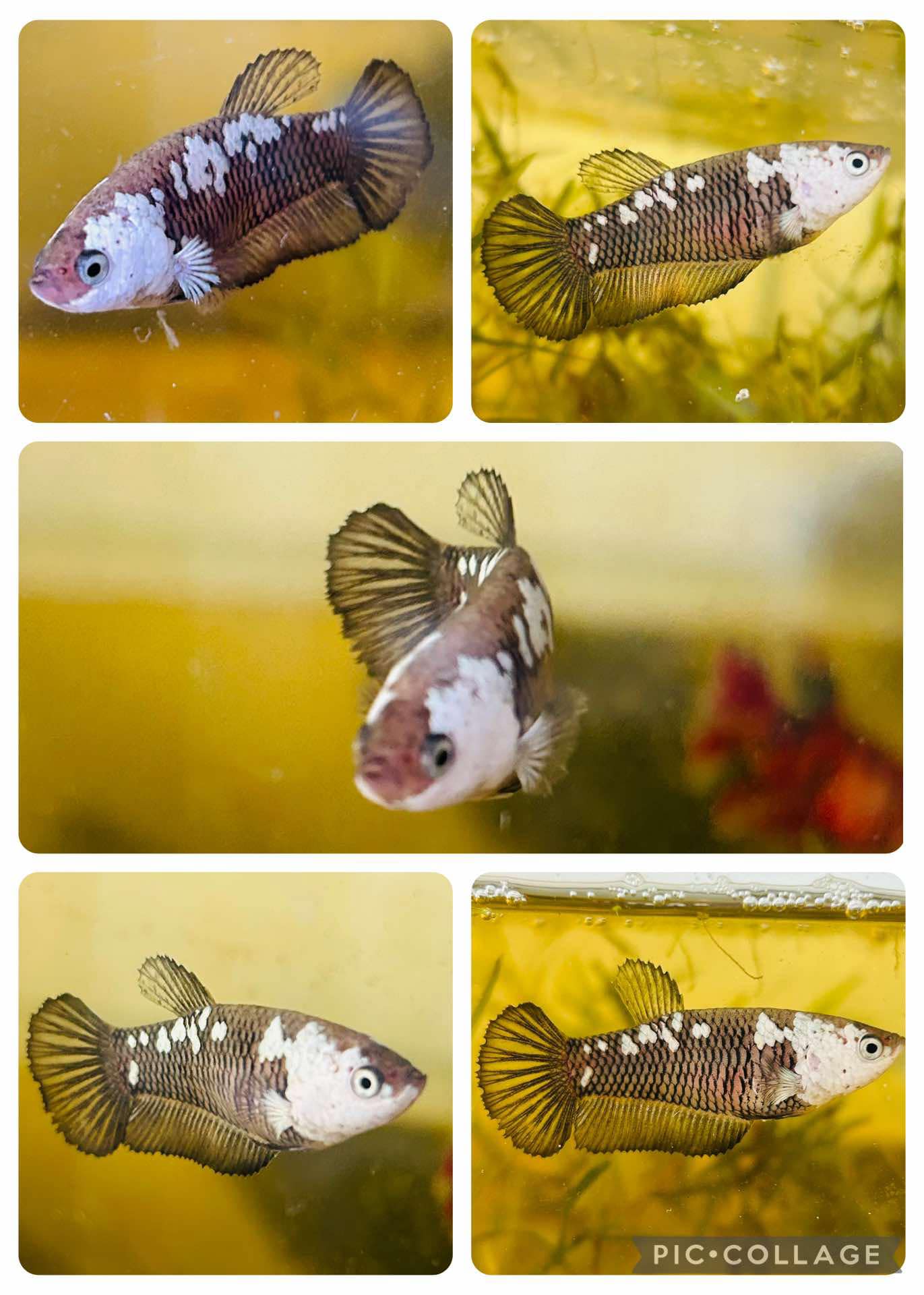 Betta Live Fish Black Samurai Plakat - Female