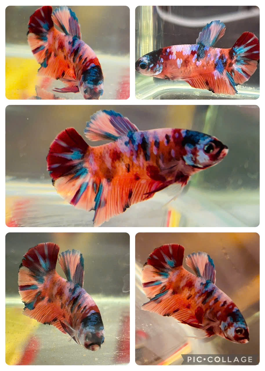 Koi Metallic Multicolor Red Tail