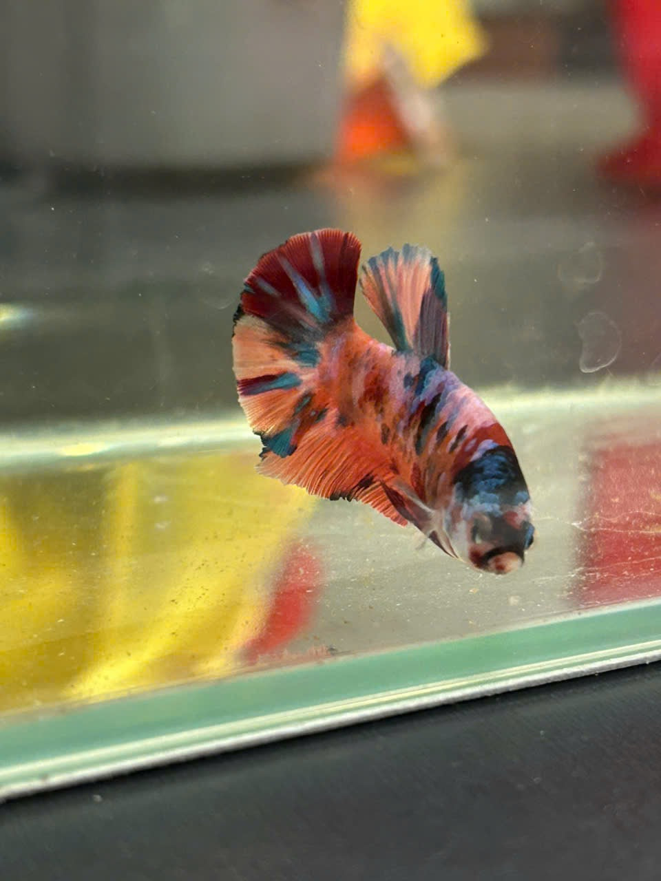Koi Metallic Multicolor Red Tail
