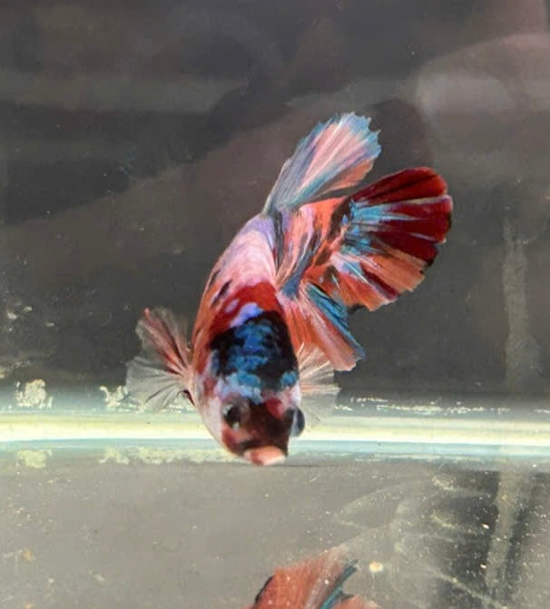 Koi Metallic Multicolor Red Tail