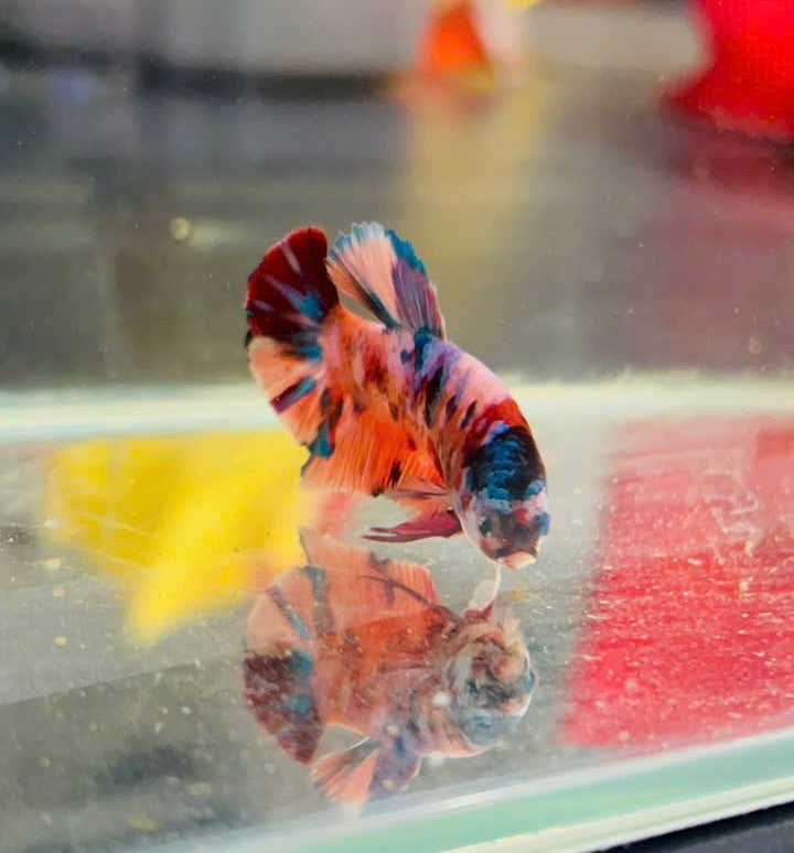 Koi Metallic Multicolor Red Tail