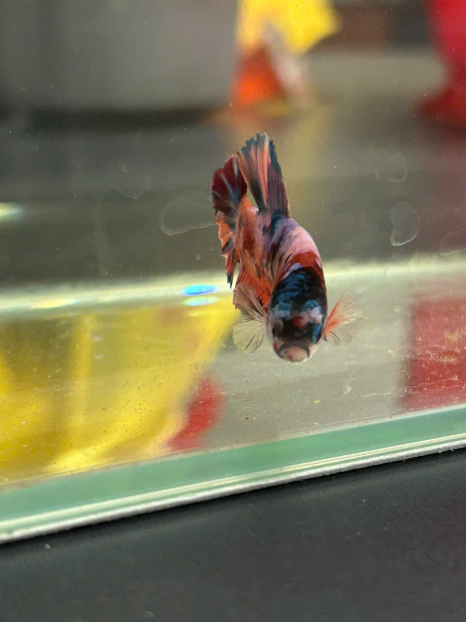 Koi Metallic Multicolor Red Tail
