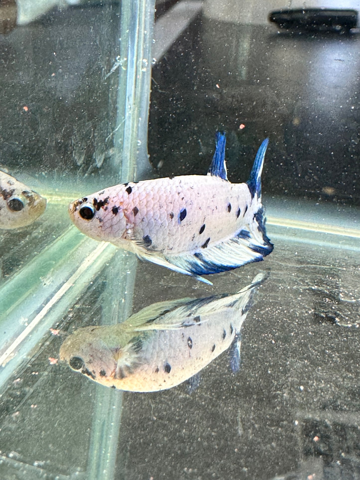 Blue Marble Dot - Male