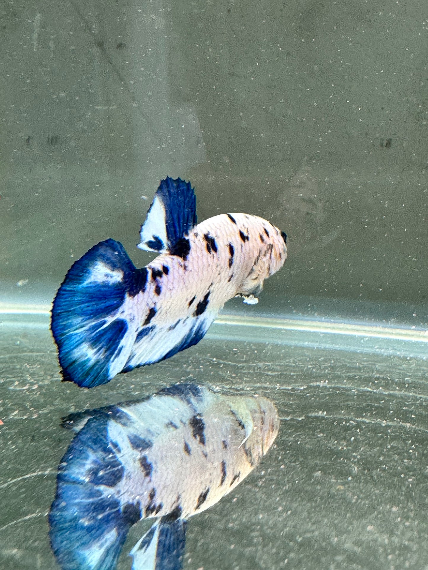 Blue Marble Dot - Male