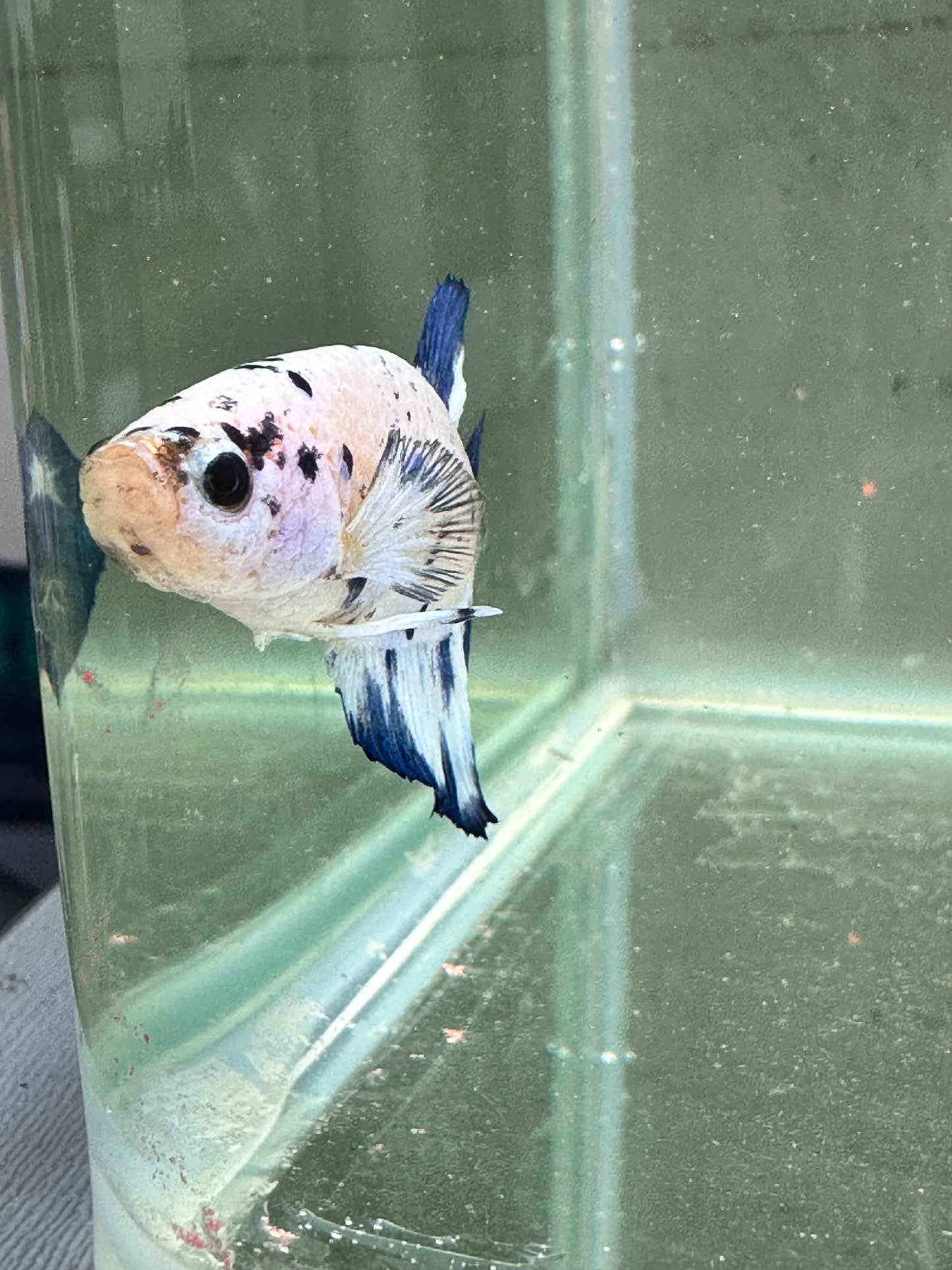 Blue Marble Dot - Male