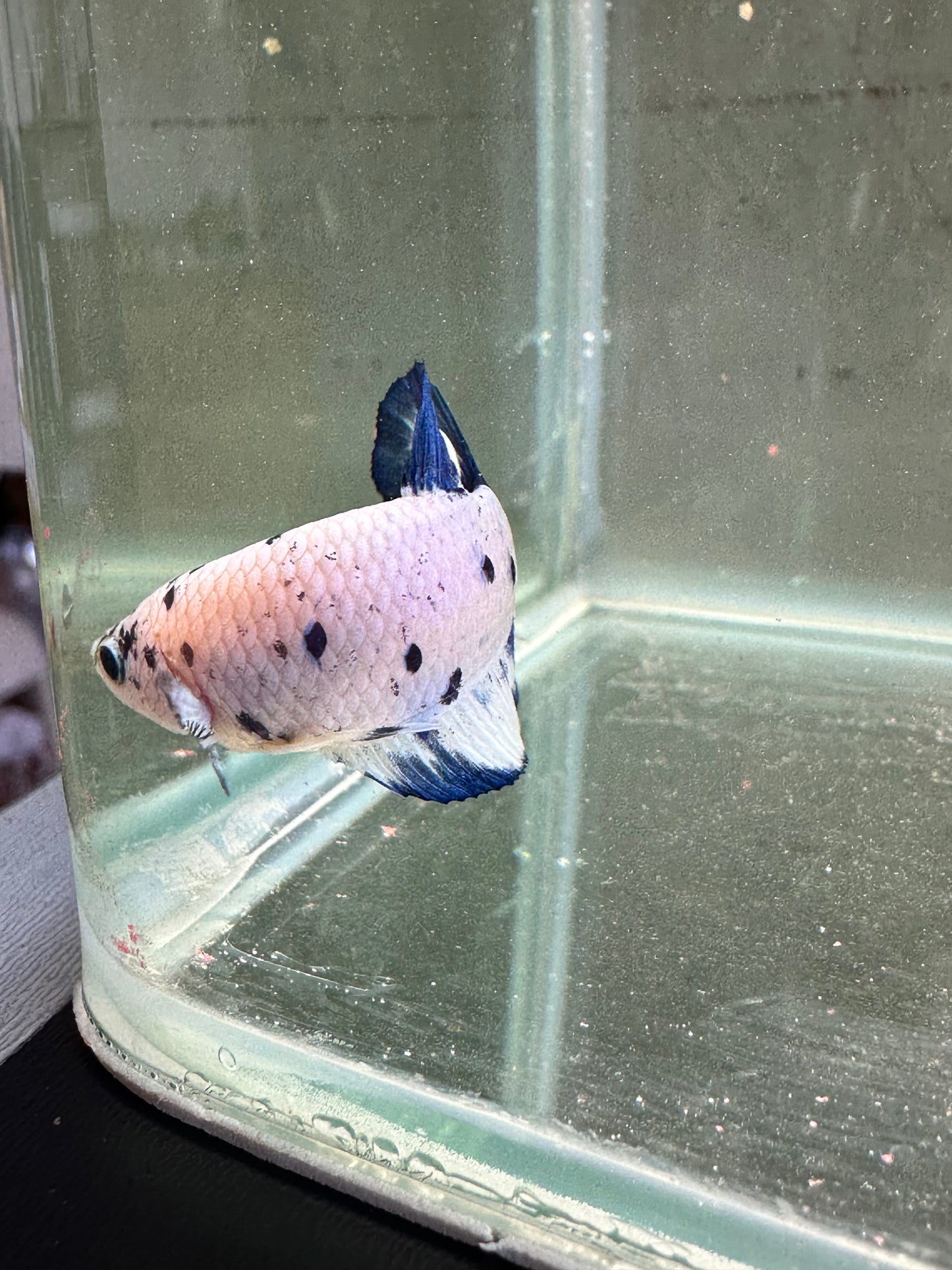 Blue Marble Dot - Male