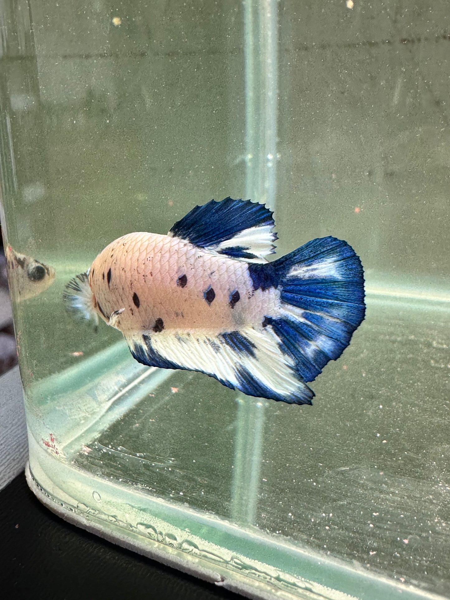 Blue Marble Dot - Male