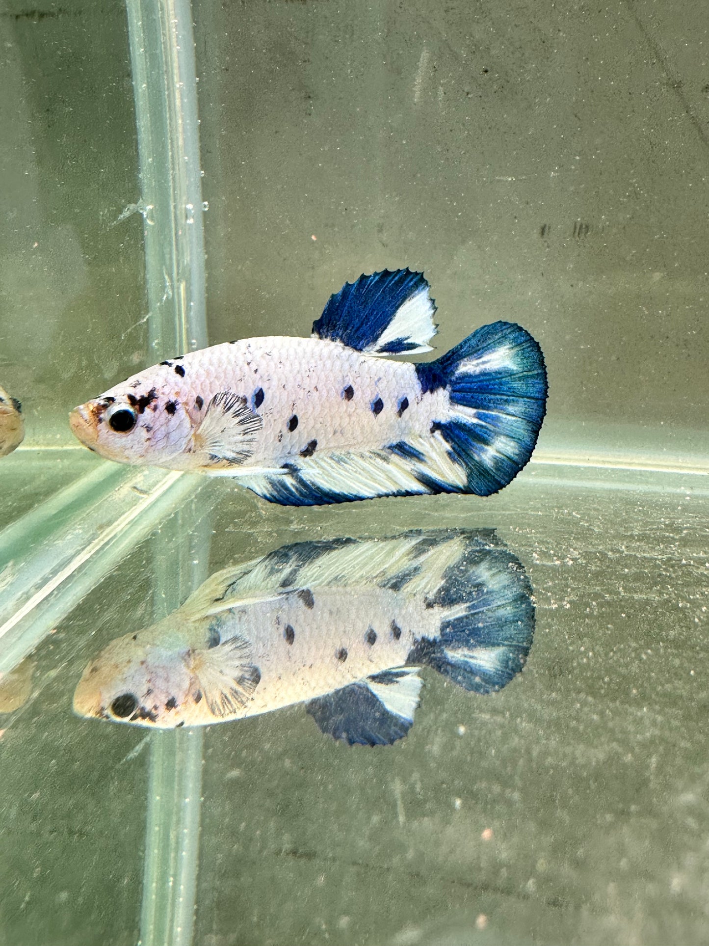 Blue Marble Dot - Male