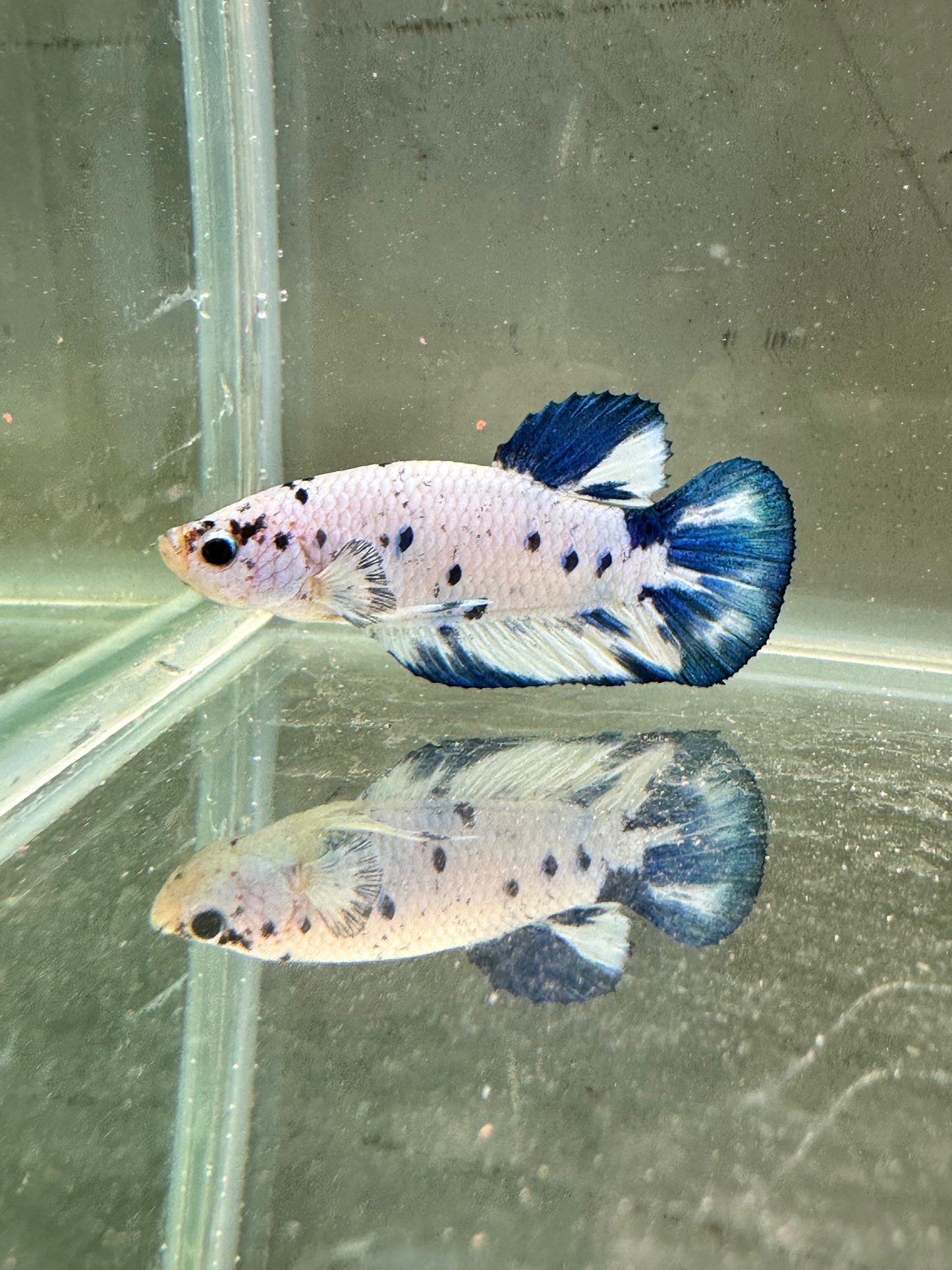 Blue Marble Dot - Male