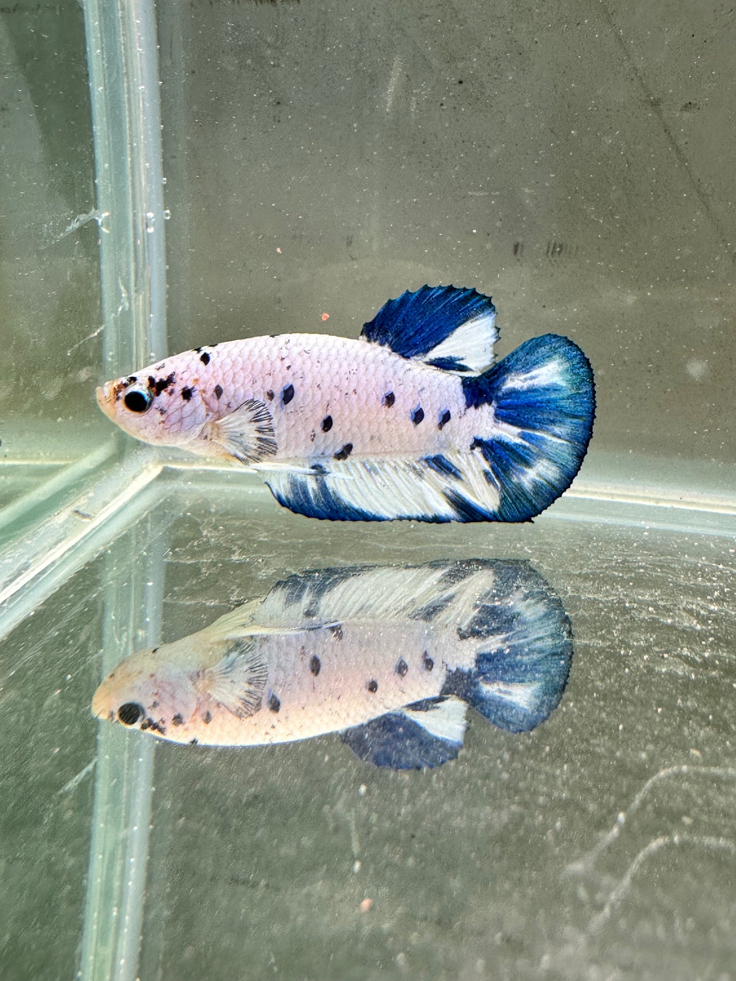 Blue Marble Dot - Male