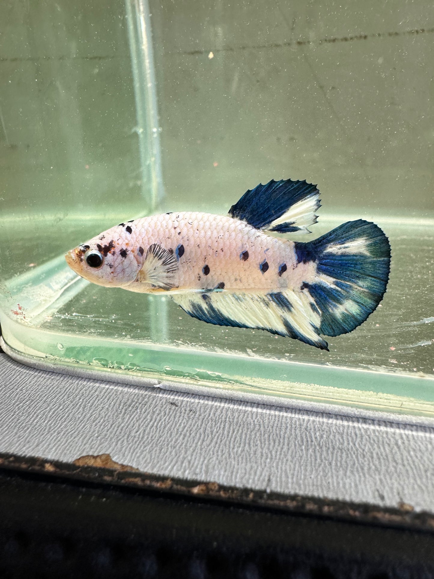 Blue Marble Dot - Male