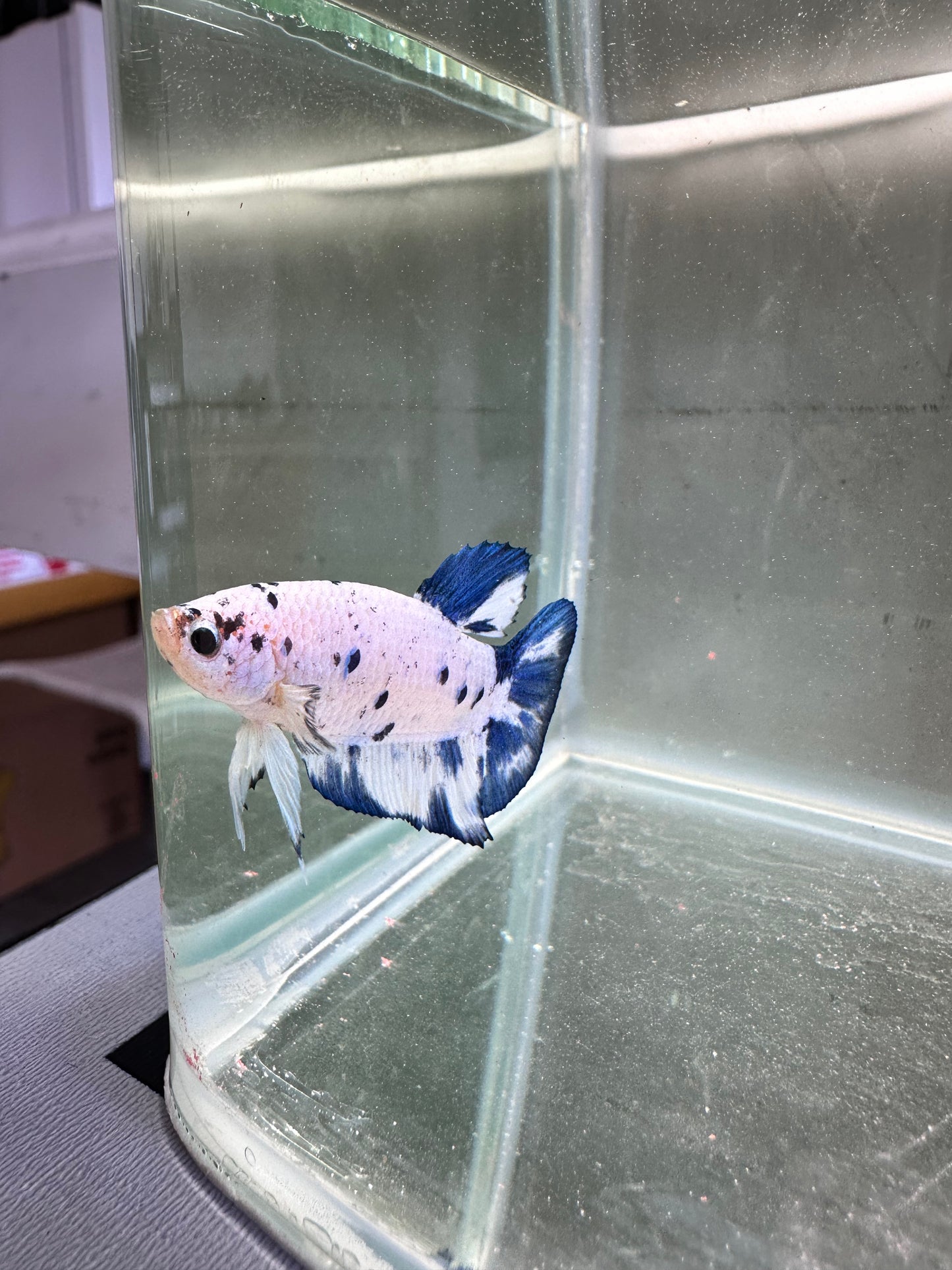 Blue Marble Dot - Male