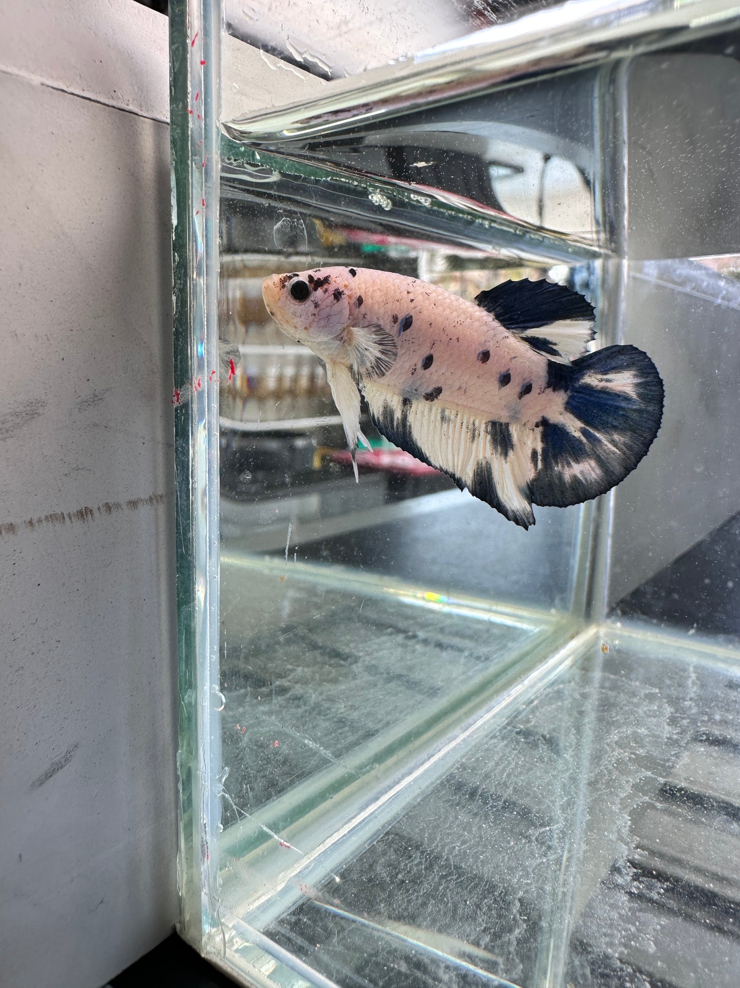Blue Marble Dot - Male
