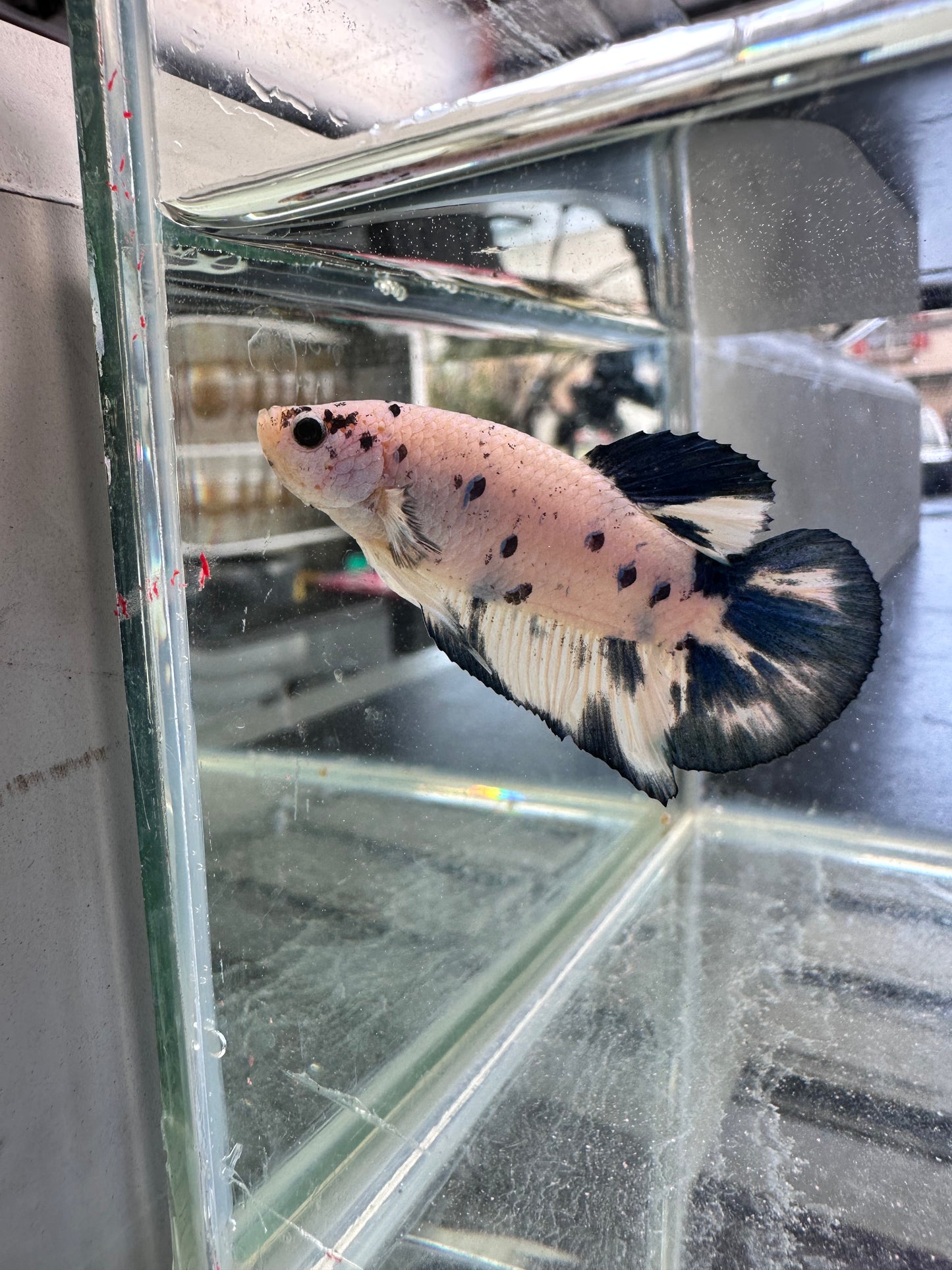 Blue Marble Dot - Male