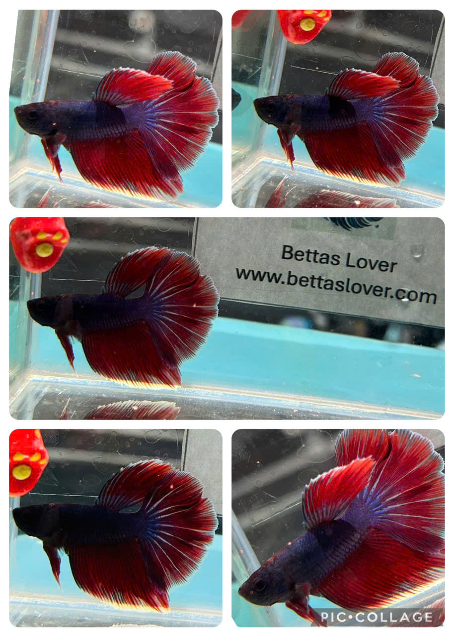 Red AOC Halfmoon
