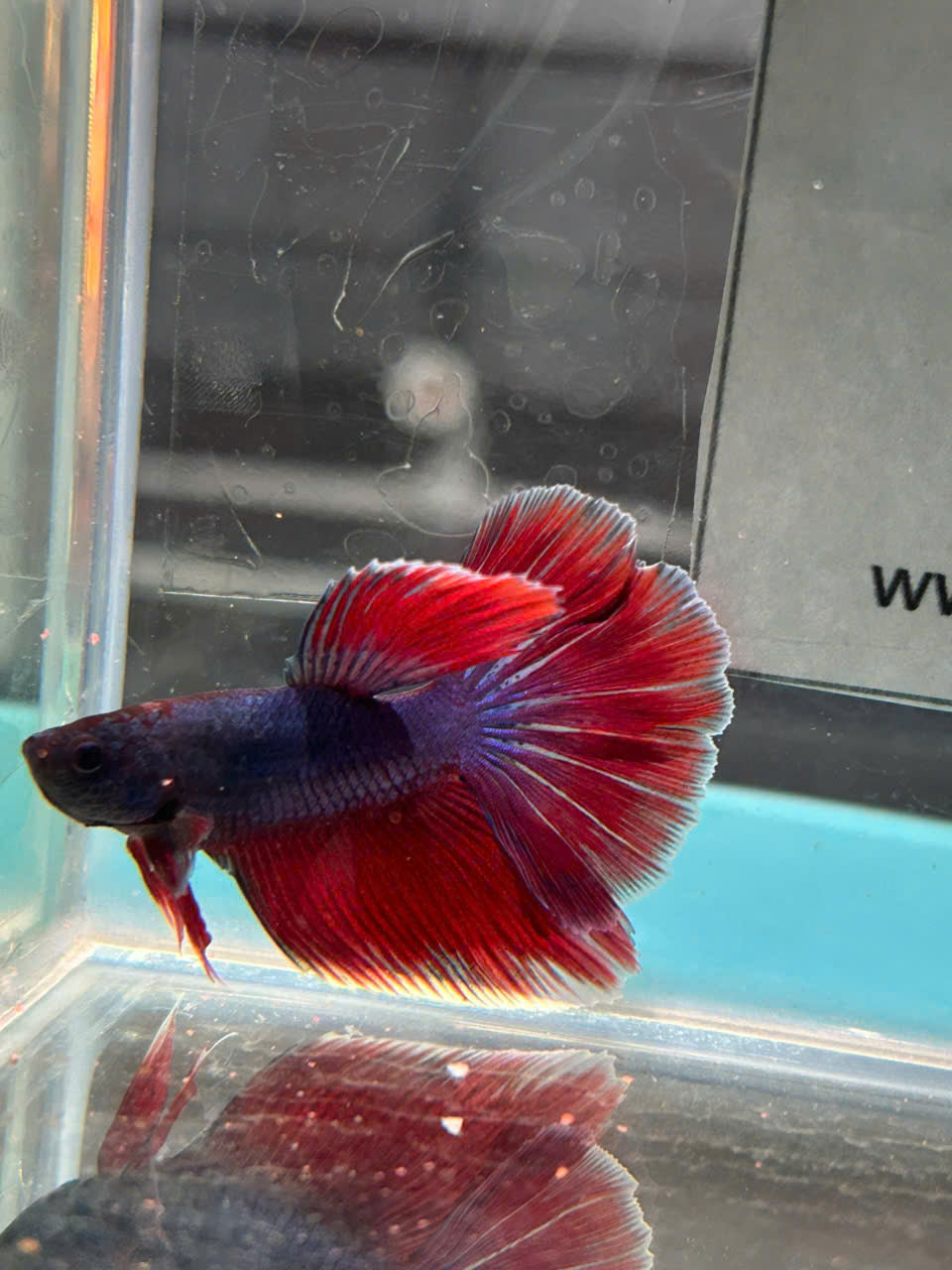 Red AOC Halfmoon