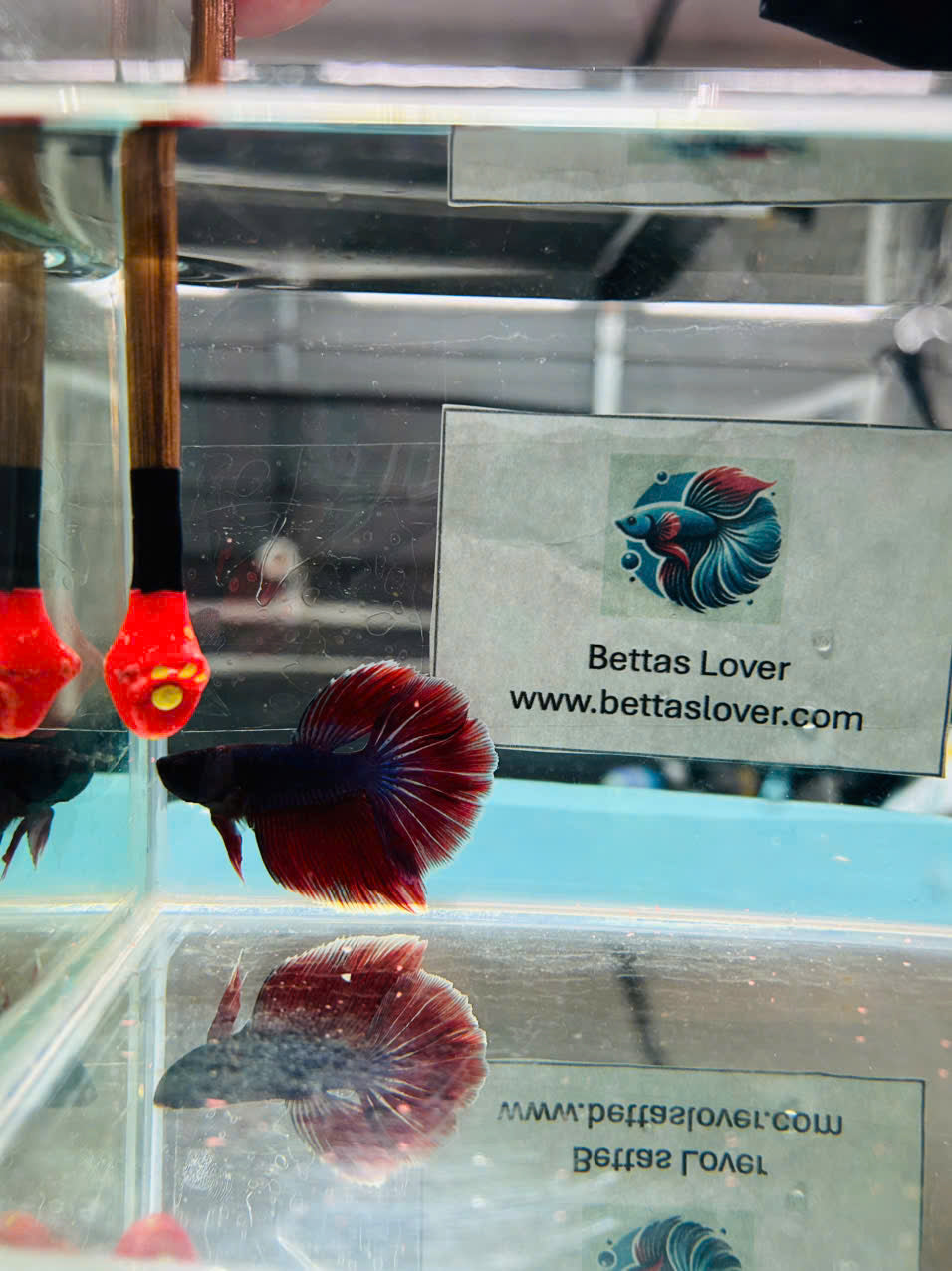 Red AOC Halfmoon