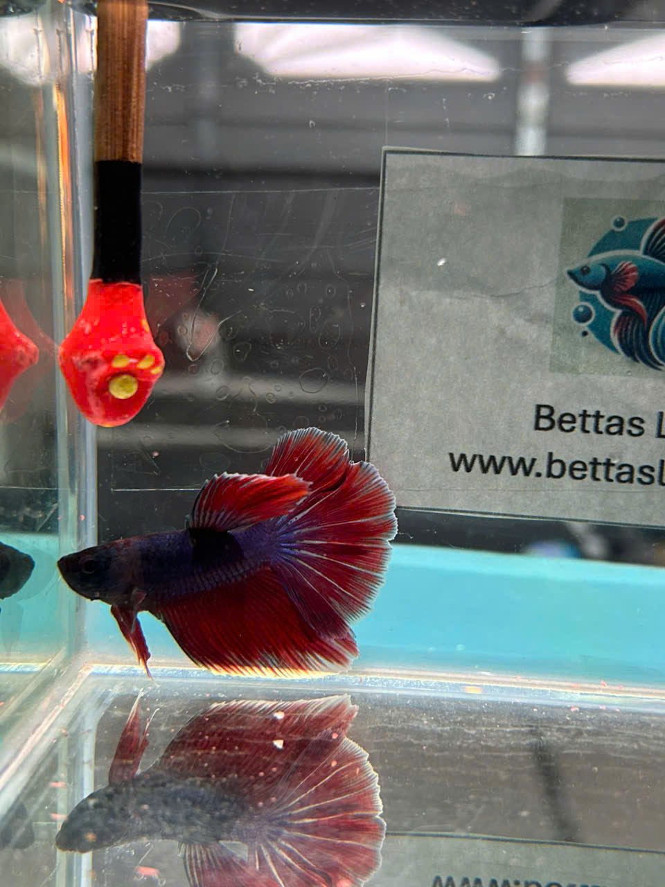 Red AOC Halfmoon