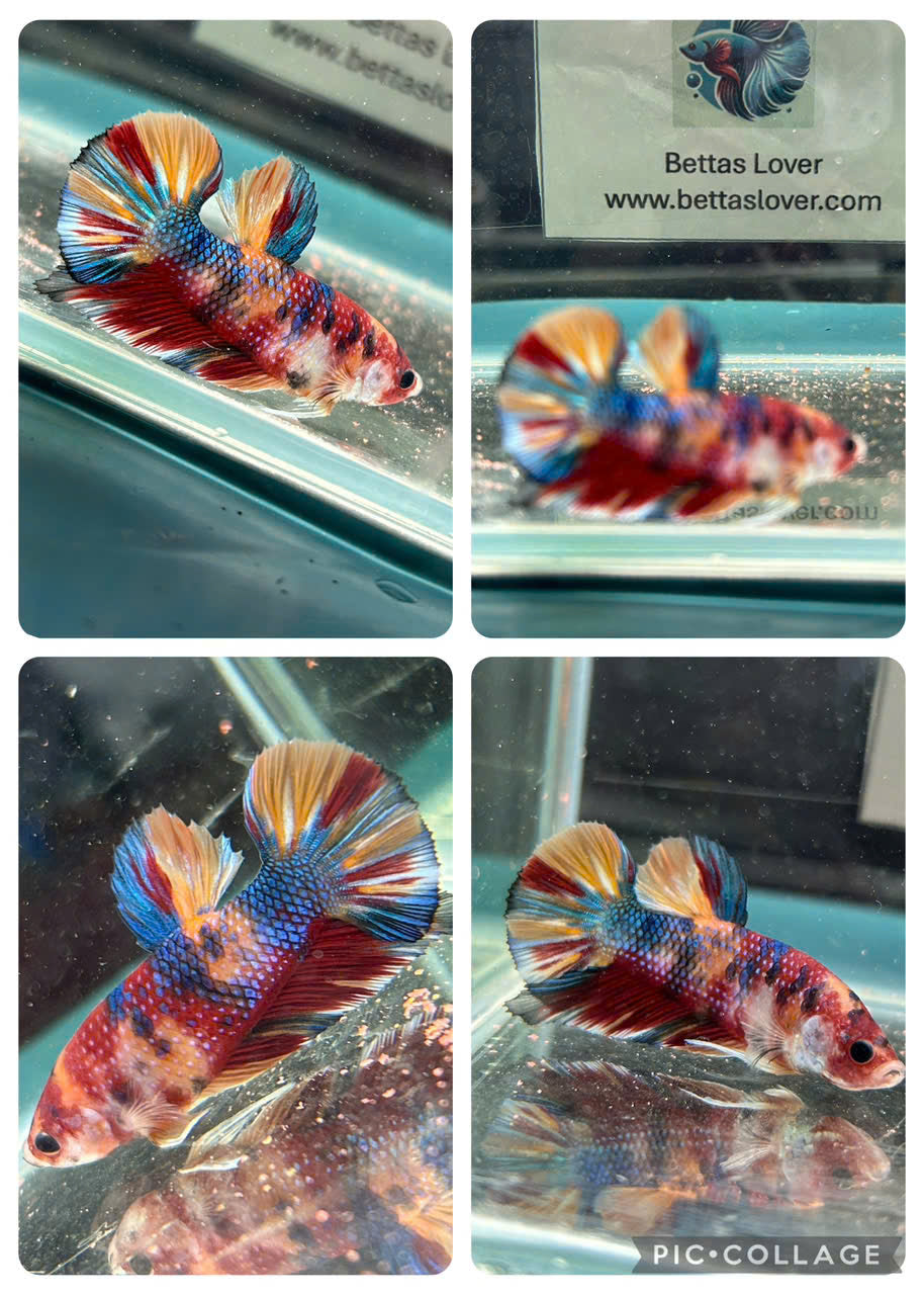 Koi Metallic Multicolor-yellow tail
