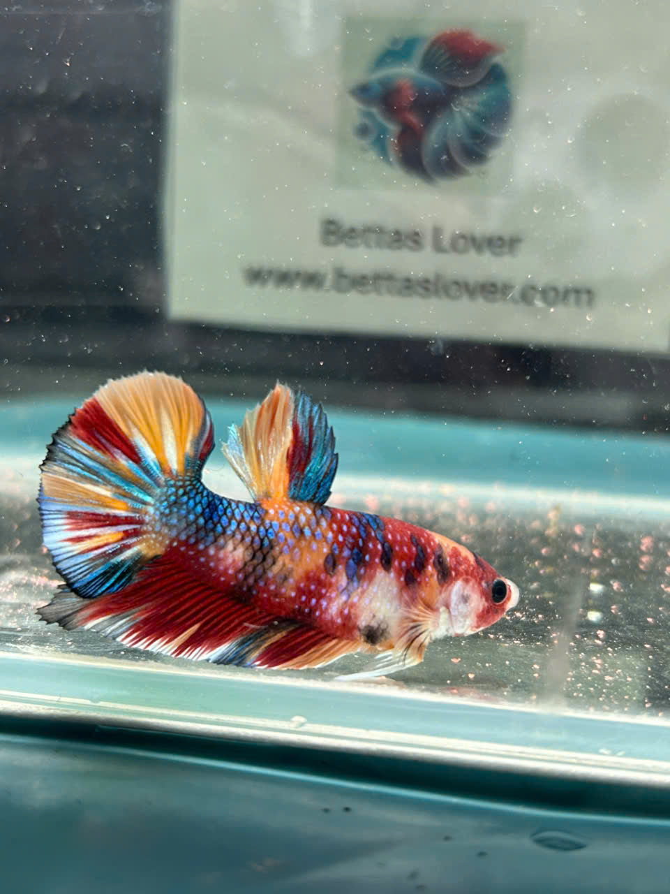 Koi Metallic Multicolor-yellow tail