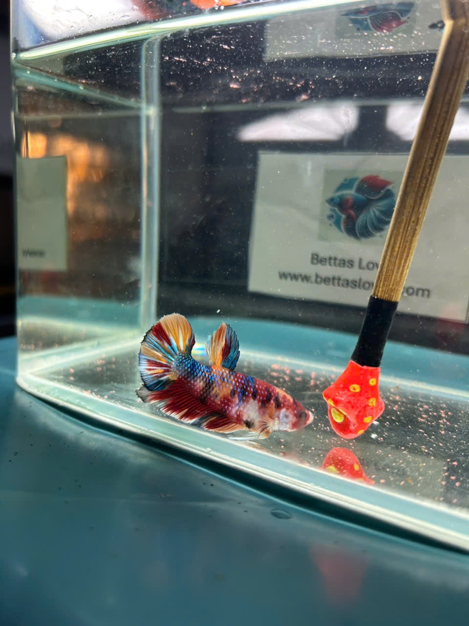 Koi Metallic Multicolor-yellow tail
