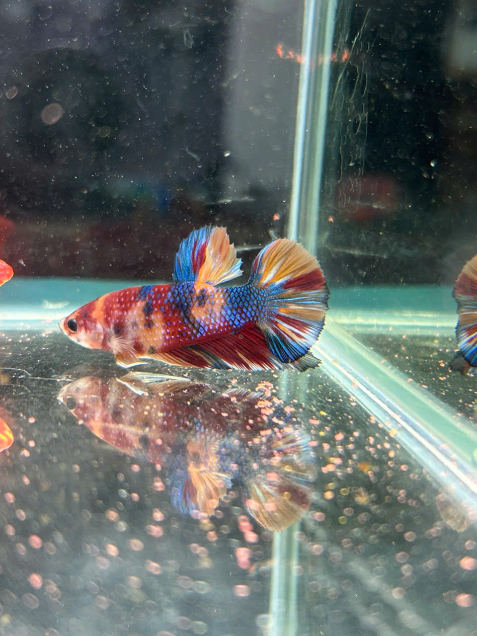 Koi Metallic Multicolor-yellow tail