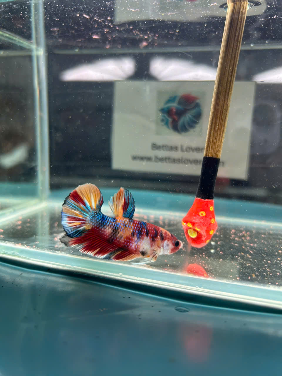 Koi Metallic Multicolor-yellow tail