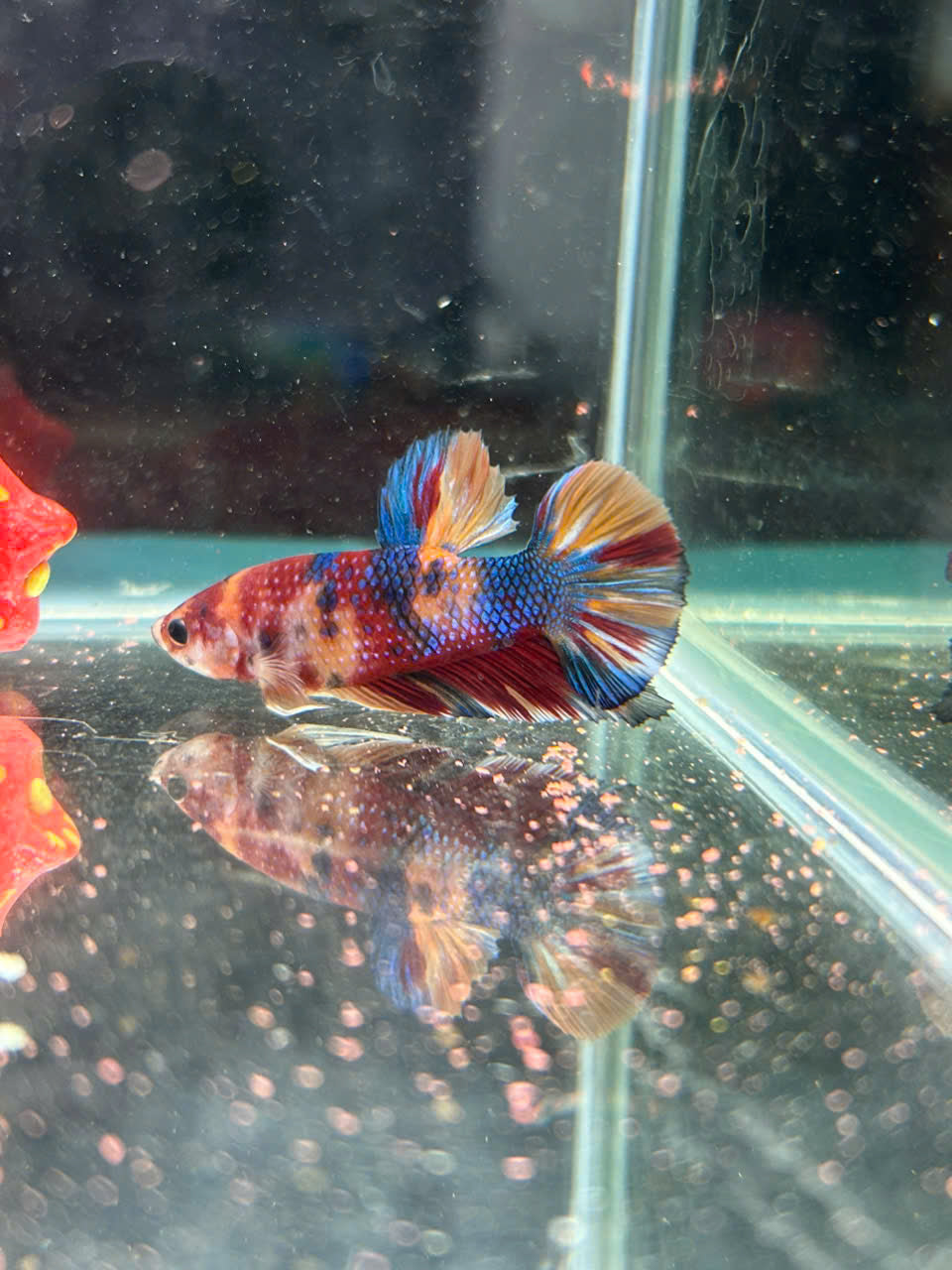 Koi Metallic Multicolor-yellow tail