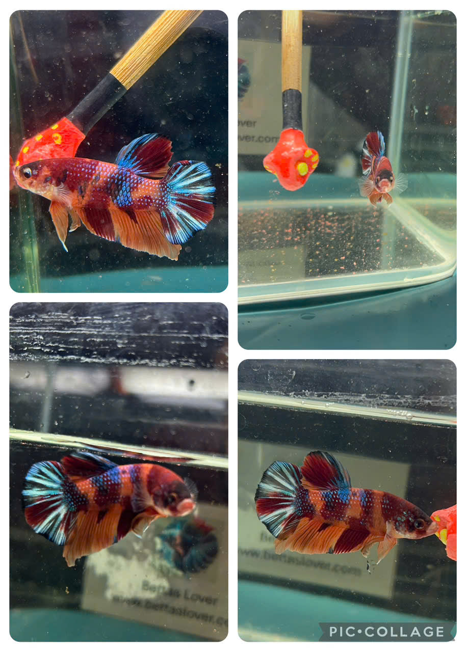 Koi Metallic Multicolor