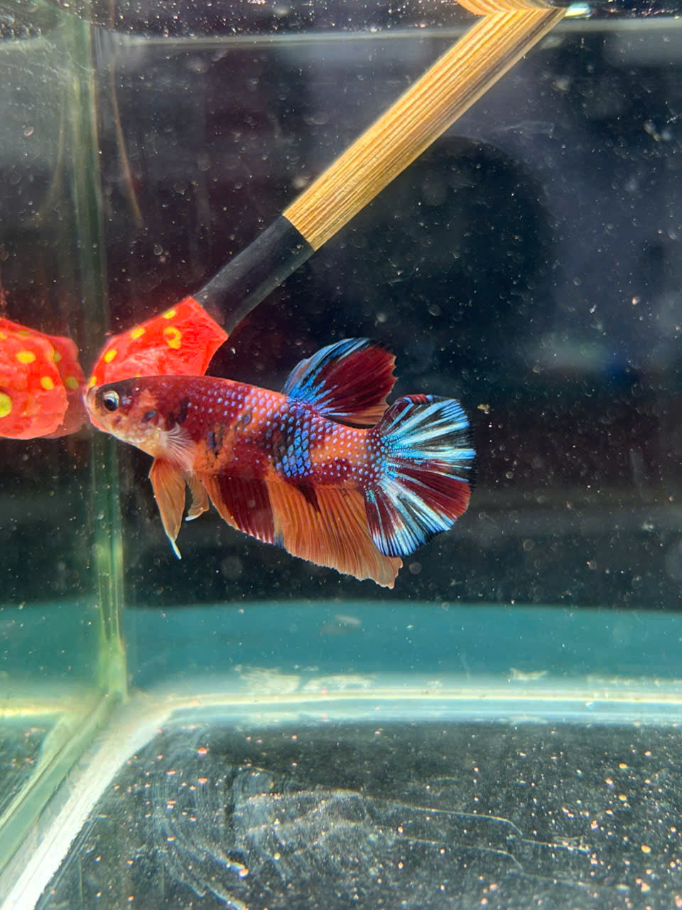 Koi Metallic Multicolor