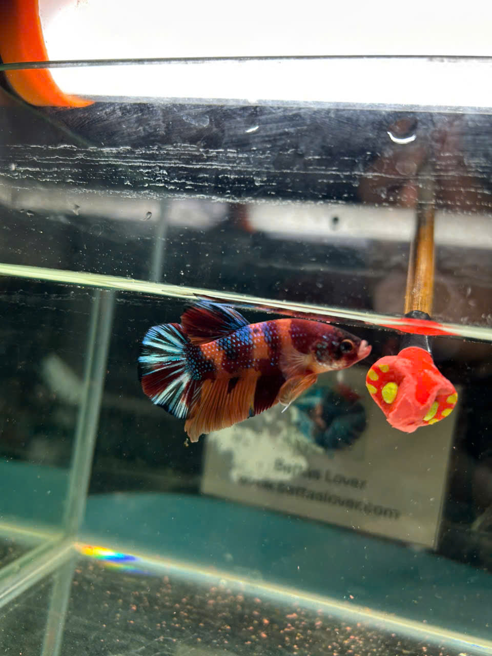 Koi Metallic Multicolor
