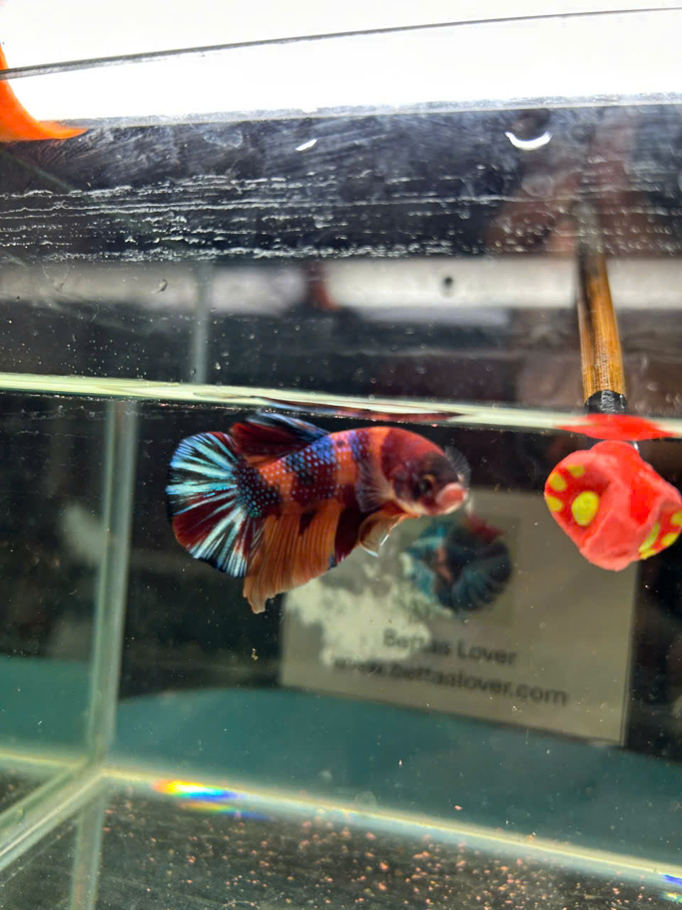 Koi Metallic Multicolor
