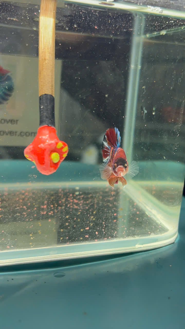 Koi Metallic Multicolor
