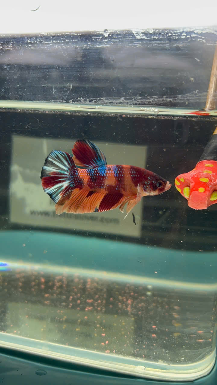 Koi Metallic Multicolor