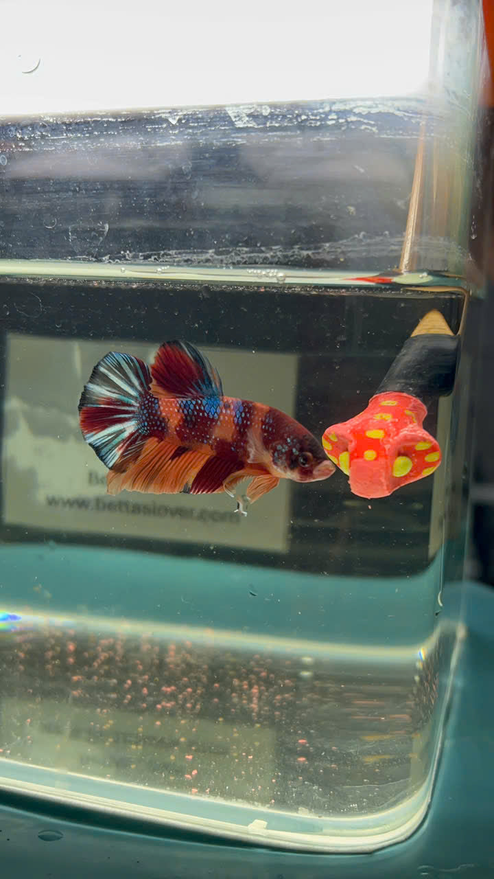 Koi Metallic Multicolor