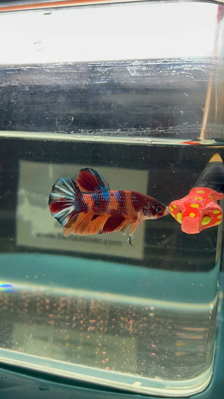 Koi Metallic Multicolor
