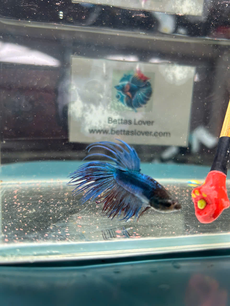 Blue Orchid AOC Halfmoon