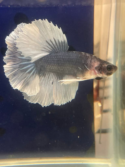 White Grey Halfmoon Feather Tail