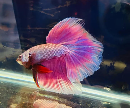 Betta Purple Halfmoon - Male