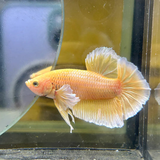Dumbo Gold Vanda Plakat - Male Betta 149