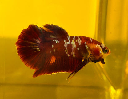 Red Gold Galaxy - Male