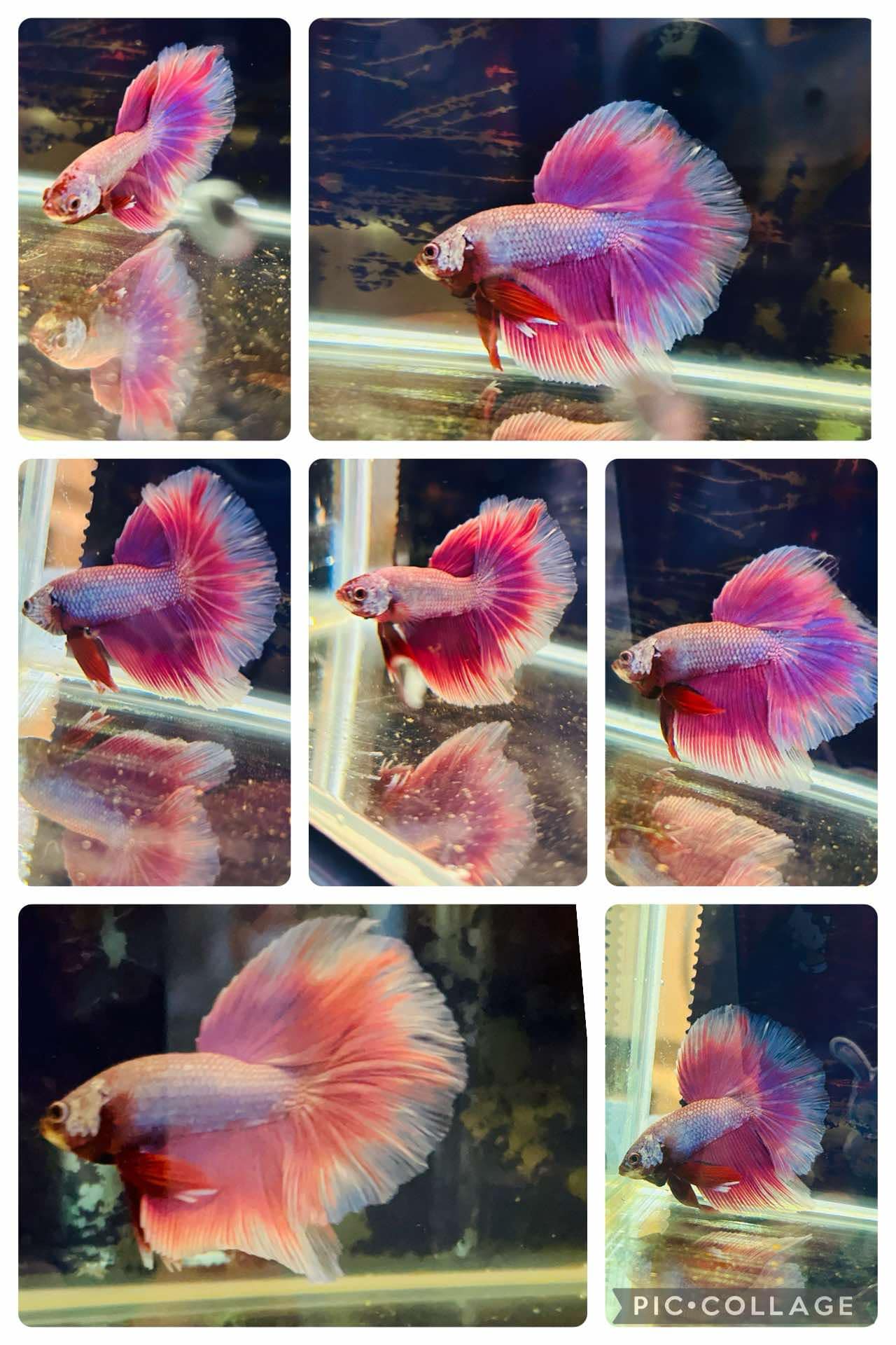 Betta Purple Halfmoon - Male