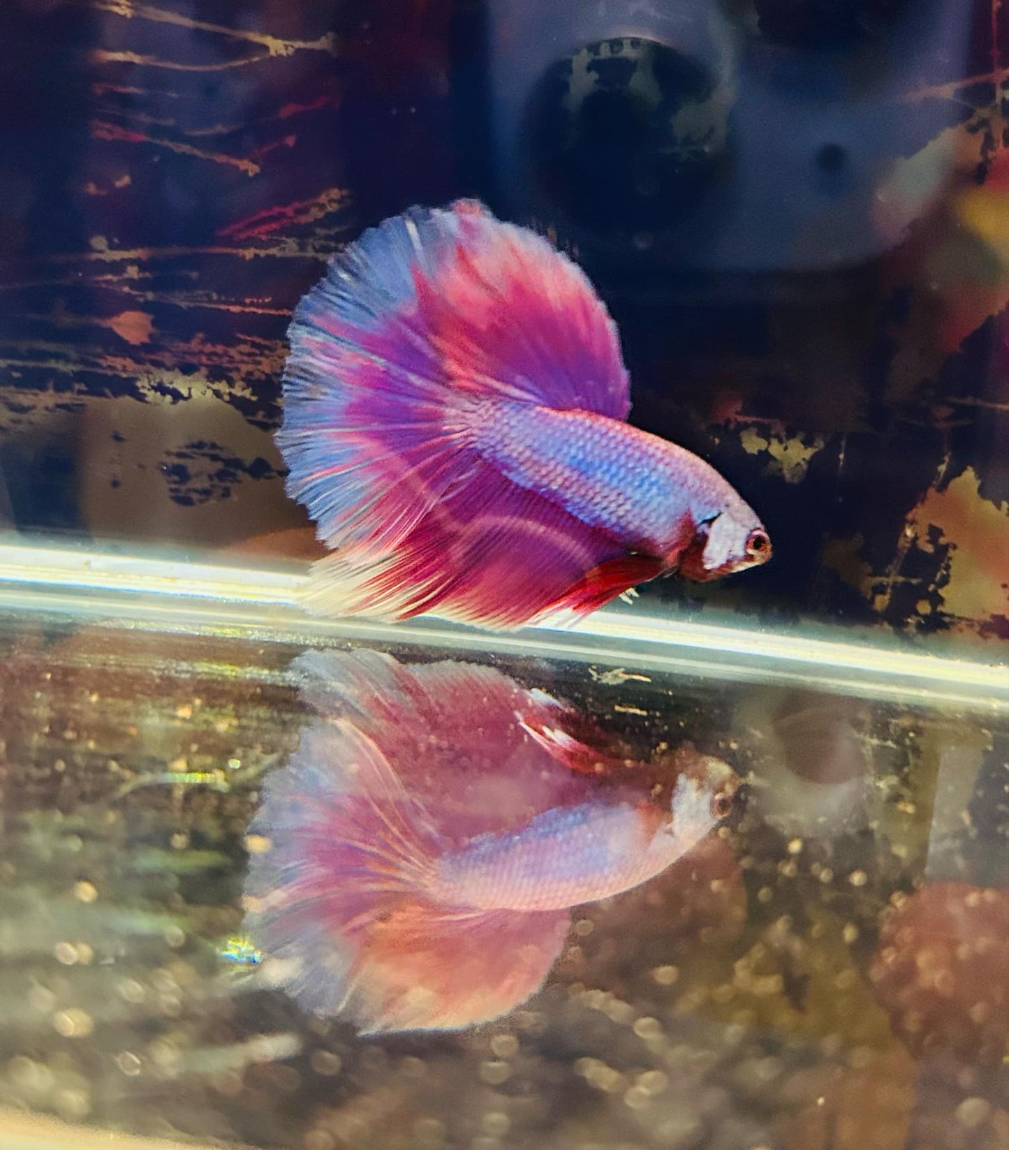 Betta Purple Halfmoon - Male