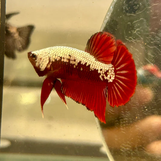 Red Samurai Plakat - Male betta 186