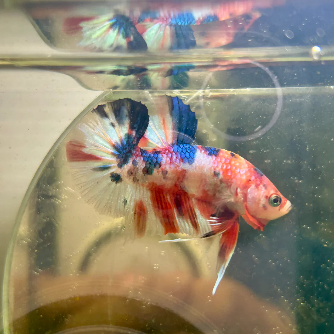 Metallic Multicolor Plakat - Male Betta 152