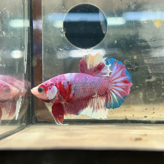 Purple Red Candy Plakat - Male Betta 112