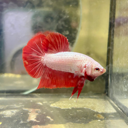 Red Dragon Plakat - Male betta 025