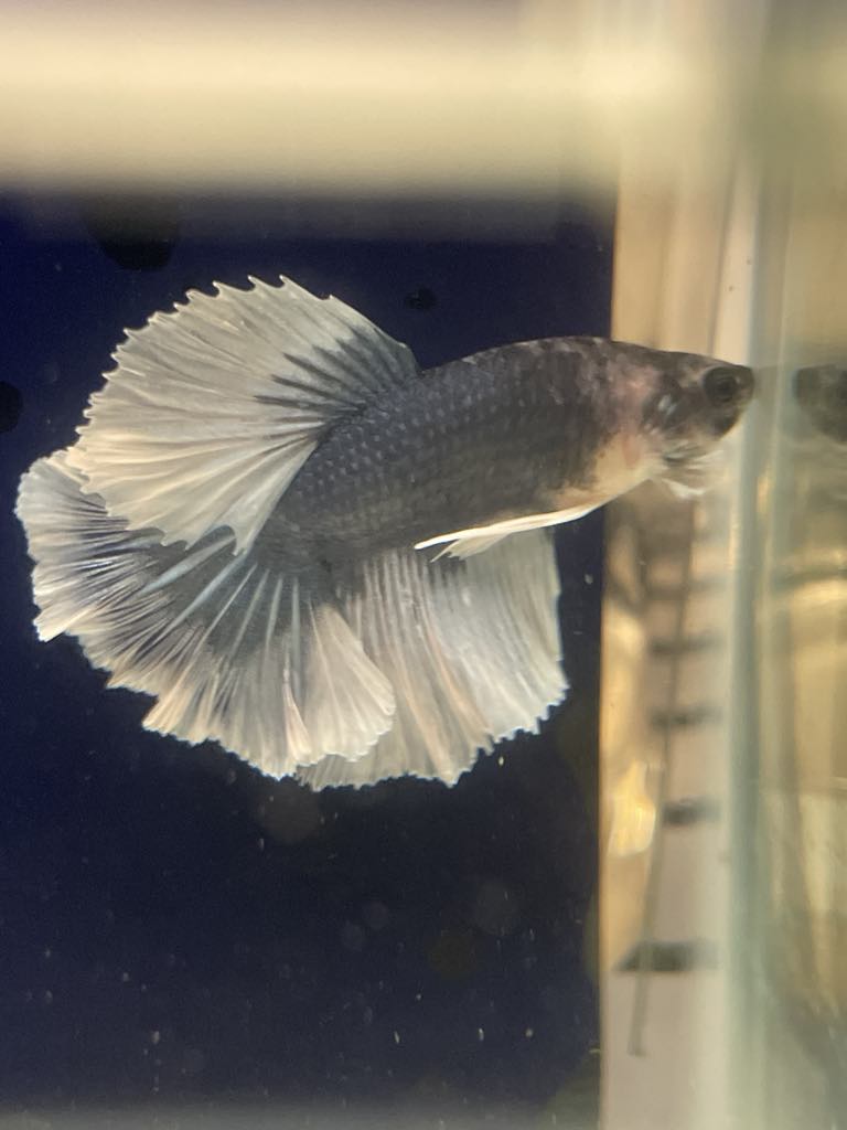 White Grey Halfmoon Feather Tail