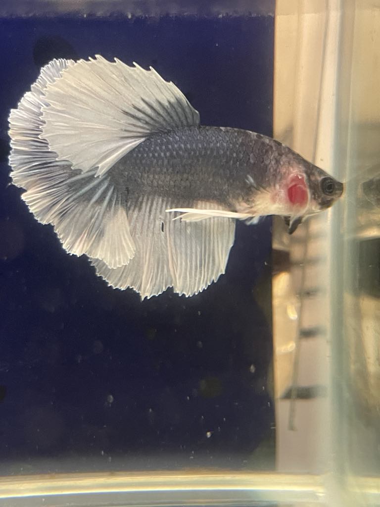 White Grey Halfmoon Feather Tail