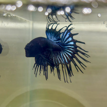 Black Orchid Crowntail - Male Betta 173